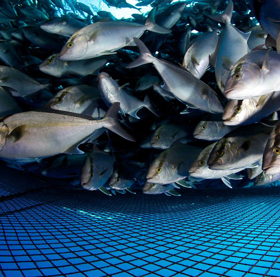 Aquaculture Industry